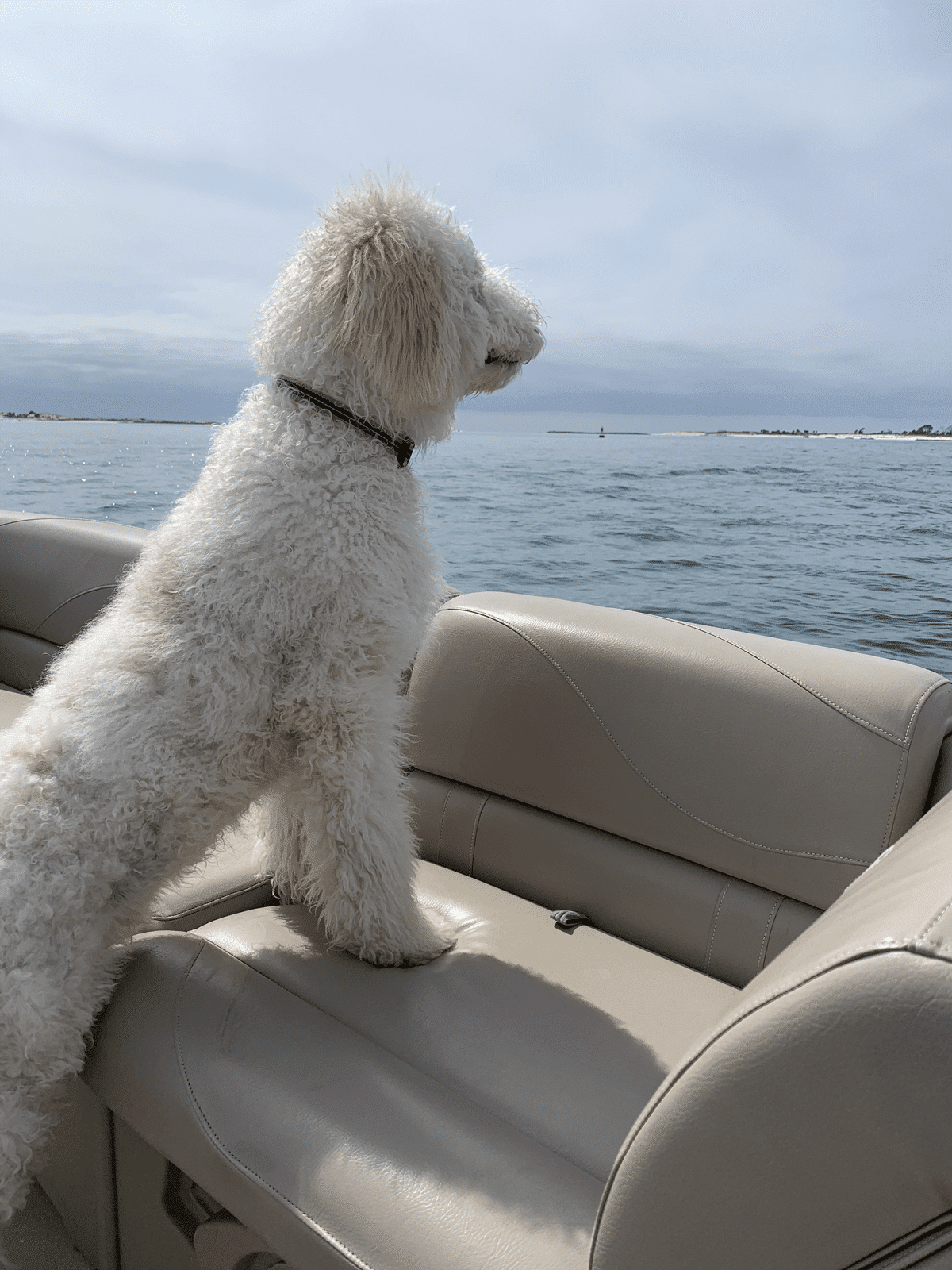 a dog is sitting in a pontoon looking at the water