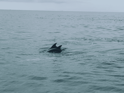 Dolphins in the water in Panama City