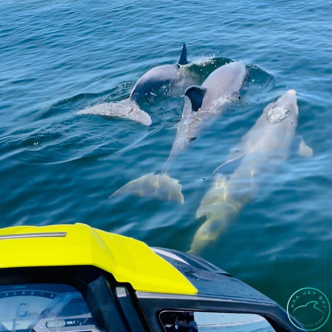 dolphin tour panama city beach